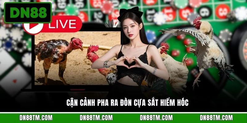 Cận cảnh pha ra đòn cựa sắt hiểm hóc