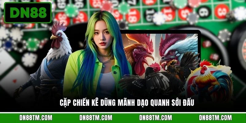 Cặp chiến kê dũng mãnh dạo quanh sới đấu